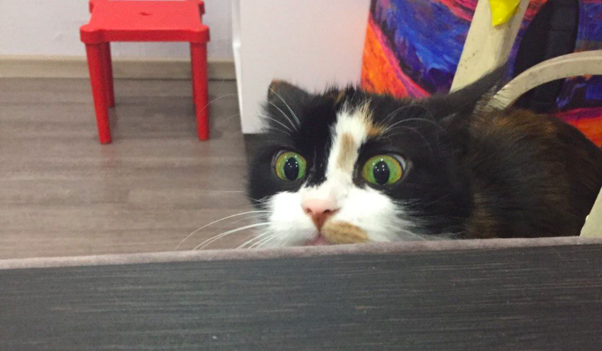 кошка людмила не очень рада, что в ее жизни появилась я