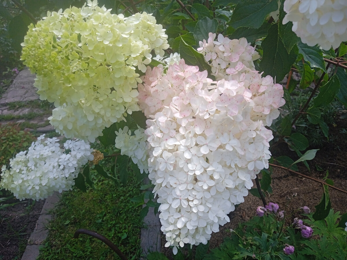 Ванила Фрайз уже стыдливо розовеет. Фото моё. 