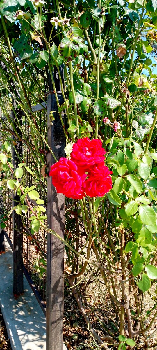 кованная беседка во круг которой растут розы 