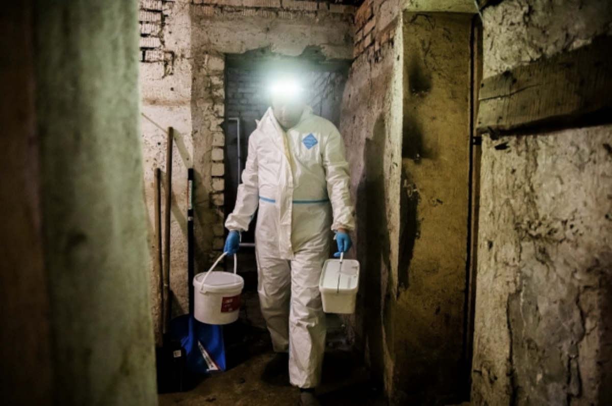    Во Владивостоке проводят обработку домов от крыс и мышей