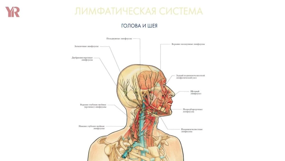 Лимфоузлы при шейном остеохондрозе