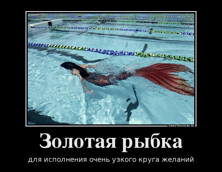 Кот с рыбой. Золотая рыбка пузыреглаз. Смешные рыбы. Прикольные рыбки. Шарж золотая рыбка.