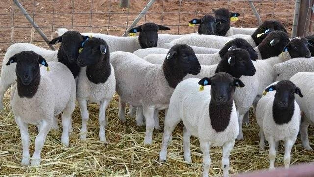 И кто сказал, что фермерство, это только про картошку и морковь с коровами!? Сегодня хотим вам рассказать о необычных фермерских хозяйствах:

1.-7