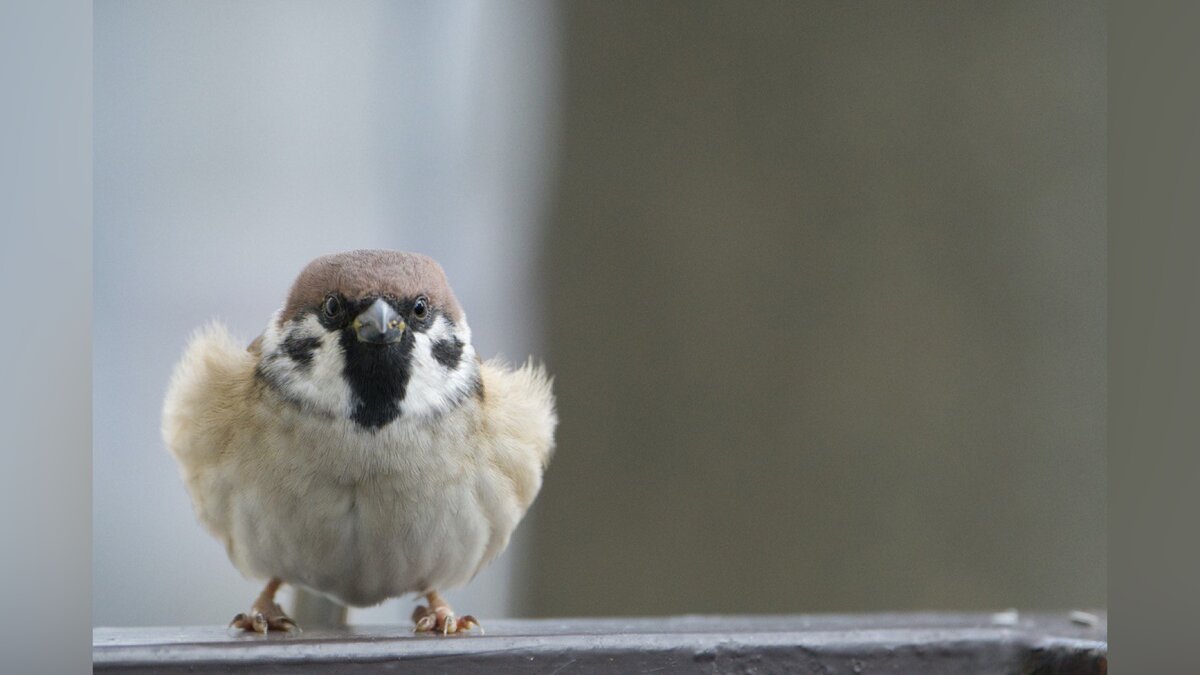 Автор фото Нагара Ойодо