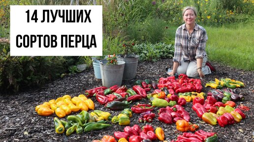 Урожай перца, который будет кормить нас целый год!