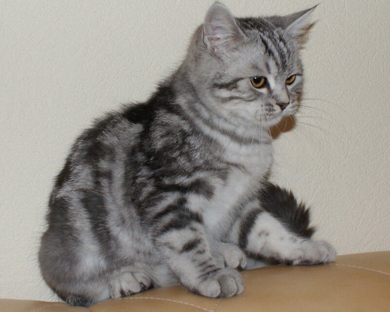Основные правила кошачьей генетики - Блог о Кошках Британской Породы