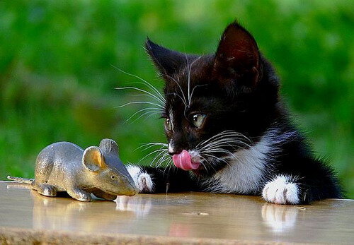 Котофакты: почему кошка приносит хозяину мышку | Мяу or never | Дзен