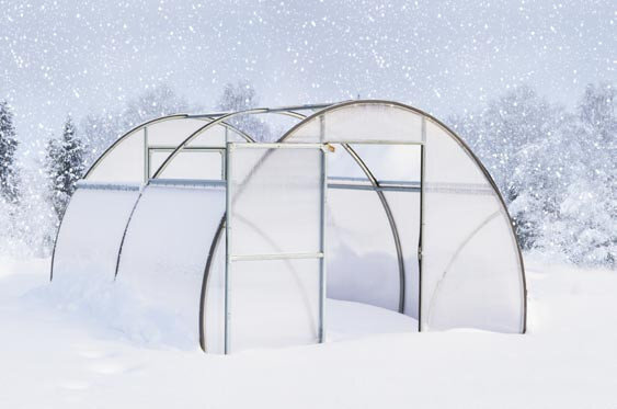  В зимнее время теплица сама заполняется снегом.