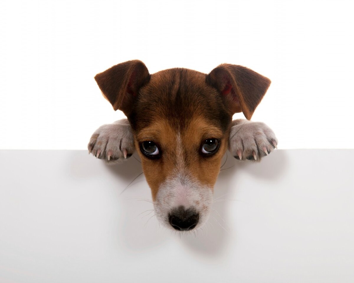 Геморрой у собак: почему возникает, как его диагностировать и лечить | Hill's