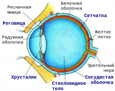 Последовательность прохождения света через структуру глаза. Строение глаза желтое пятно. Строение глаза последовательность. Строение глаза человека ЕГЭ. Последовательность прохождения света через глаз человека.