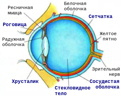 Правильная последовательность глаза. Строение глаза желтое пятно. Строение глаза последовательность. Строение глаза человека ЕГЭ. Последовательность прохождения света через глаз человека.