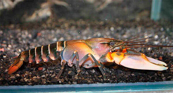 тигровый рак