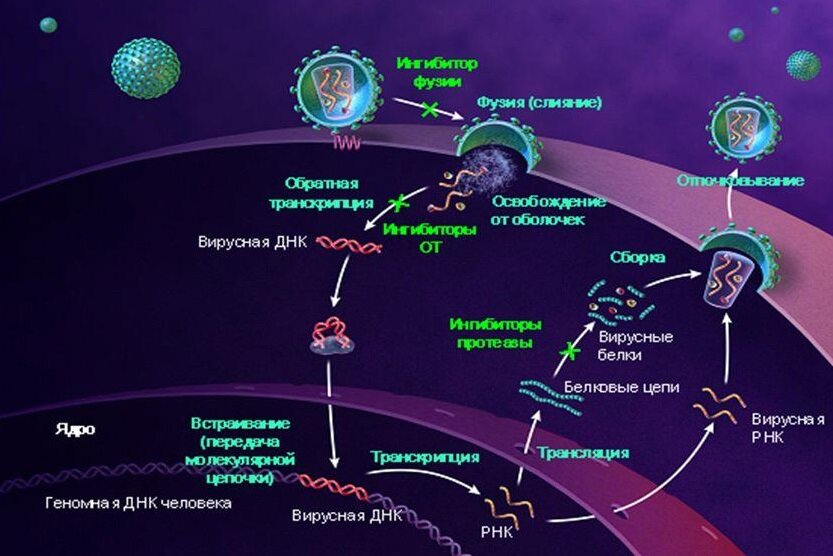 Механизм действия противовирусных препаратов при вич инфекции схема