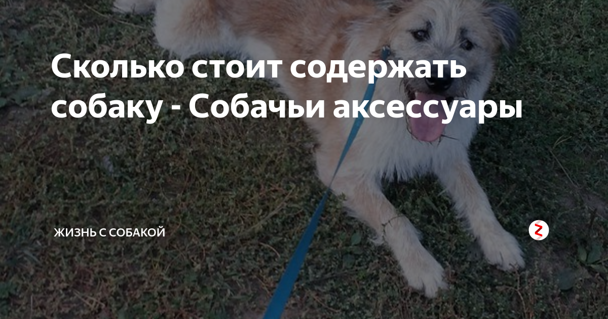 Сколько стоит содержать собаку - Собачьи аксессуары | 🐶жизнь с собакой ...