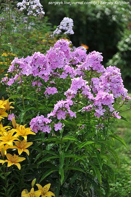 Флокс Незабудка, или стадии посинения | Сады и цветы | Дзен
