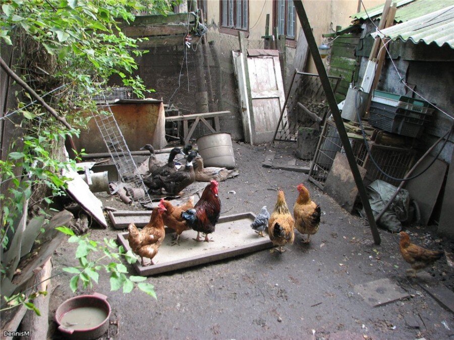 Дальний воронок щелково