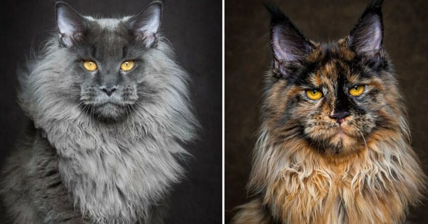 Котята Мейн Кун: описание породы, характер, окрасы, фото