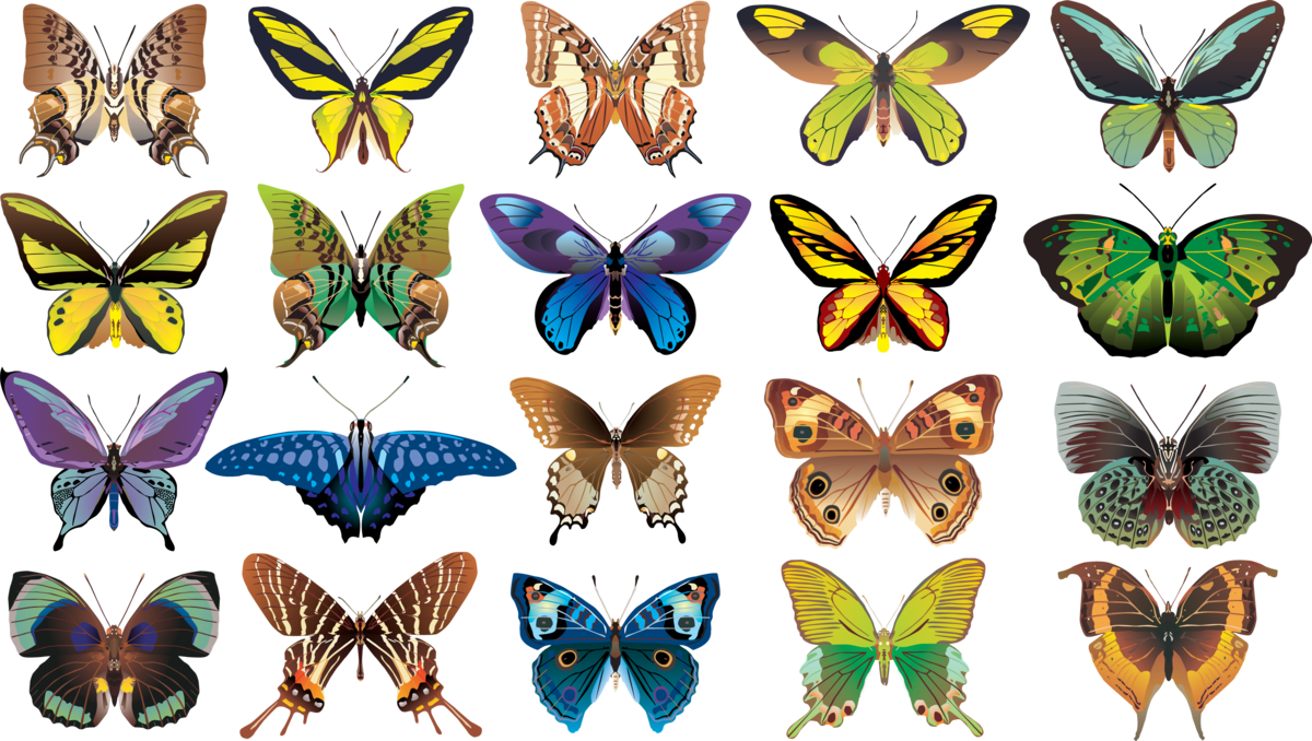Разные крылья бабочек. Бабочки. Разнообразие бабочек. Расцветки бабочек. Узоры на крыльях бабочки.