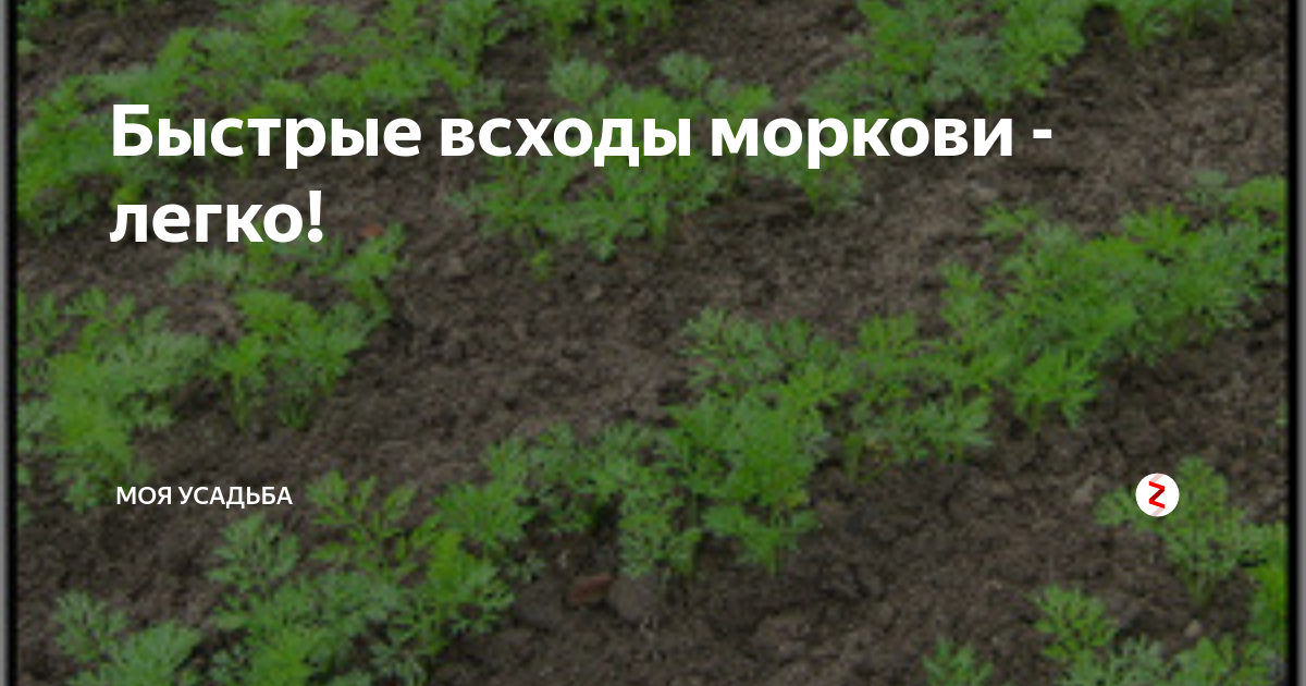 Морковь семена быстрая всхожесть. Быстрые всходы моркови. Всходы моркови после посева. Всходы моркови как выглядят фото. Период всхожести морковки.