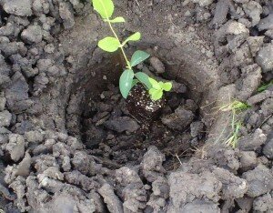 Прежде всего, нужно определиться с местом именно для растения, чтобы ему было комфортно. Расположение на солнечном клочке участка лучше всего подойдет для жимолости, но таким образом, чтобы побеги были в тени. Возможно рядом со взрослыми особями других кустов. Если расположение выбрать верно, обильный урожай не заставит себя долго ждать.