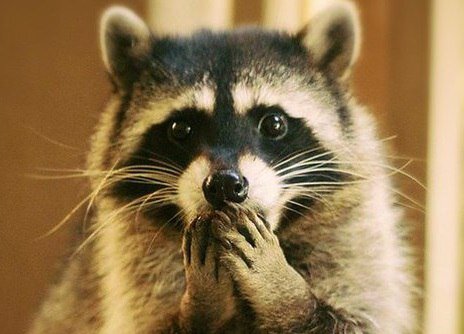 Енотик недоумевает