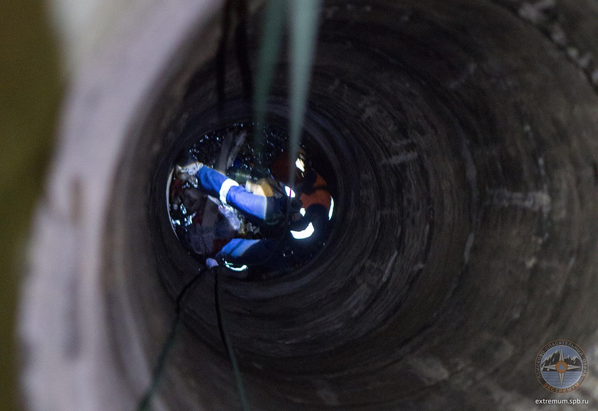 Фото: vk.com/Кошкиспасс/Анна Чернякова 