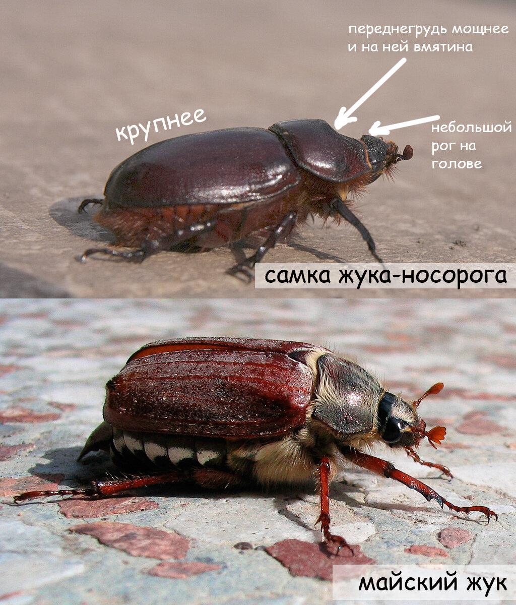 Жук носорог хрущ Майский