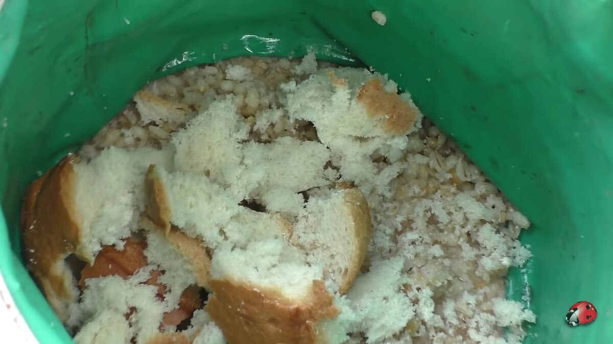 фото перловка и хлеб ломаный для прикормки на карася