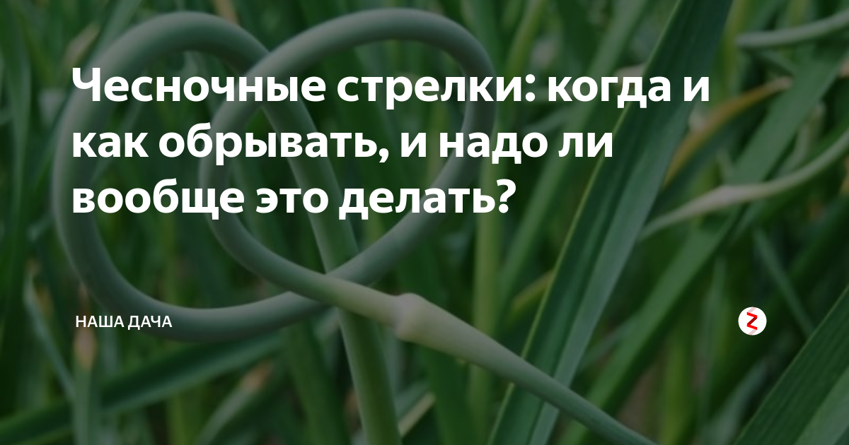 Когда надо убирать стрелки у зимнего чеснока. Чесночные стрелки когда обрывать. Когда обрывать стрелки у чеснока. Когда обрывать стрелки у зимнего чеснока. Когда выламывать стрелки у озимого чеснока.