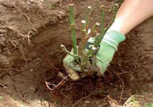 Как правило, саженцы продают с открытой корневой системой, закрытой и саженцы в контейнерах.