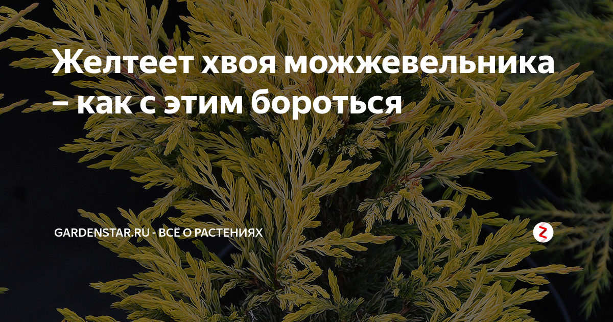 Желтеет хвоя можжевельника – как с этим бороться | gardenstar.ru - Всё ...