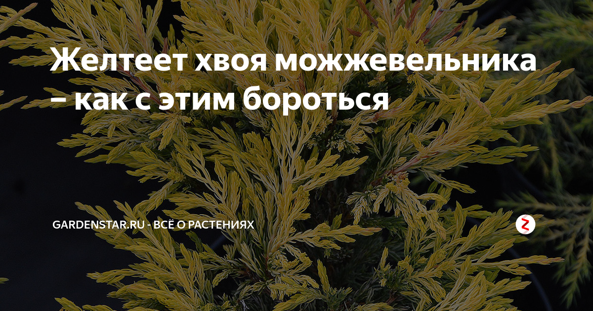 Можжевельник желтеет хвоя. Можжевельник желтеет. Можжевельник желтеет в мае. Может ли восстановиться пожелтевшая хвоя на можжевельнике. Можжевельник как прочеренковать.