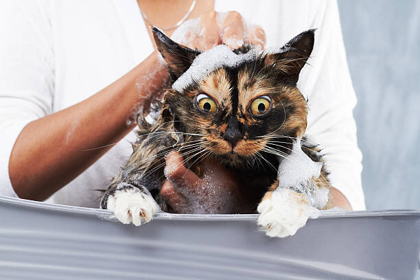 Как ухаживать за короткошерстными кошками? Чем вычесывать кошку?