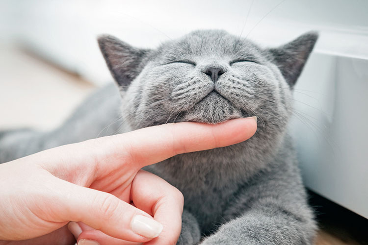 Могут ли блохи от домашних животных перейти на человека и покусать его?