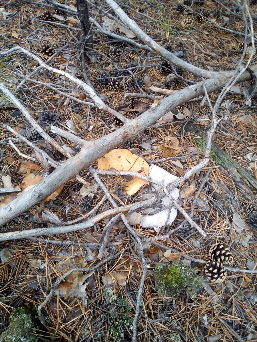 Спрятался, царский гриб :)