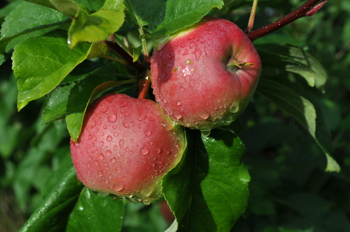 Яблоня домашняя (Malus domestica)
