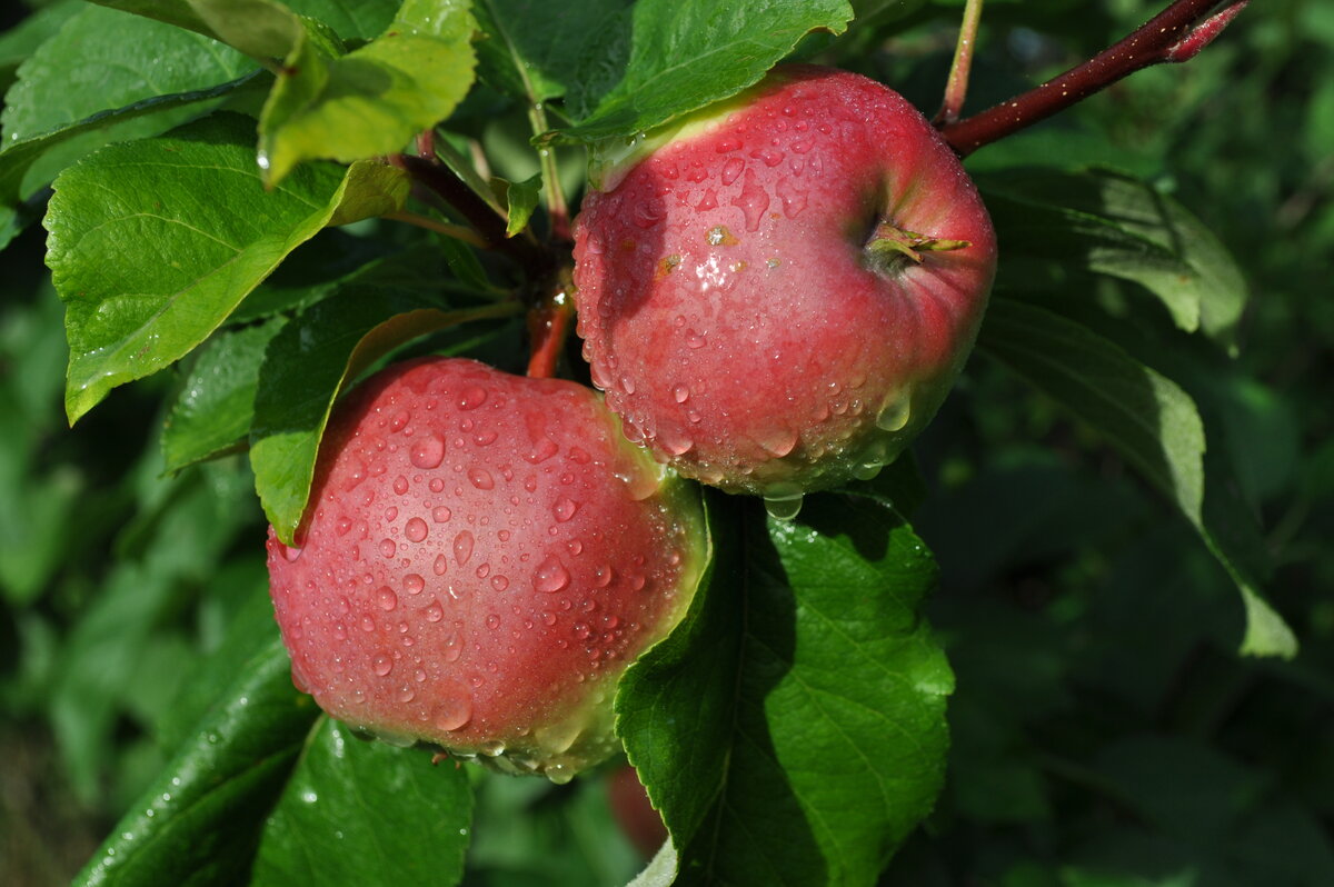 Яблоня Malus domestica 5