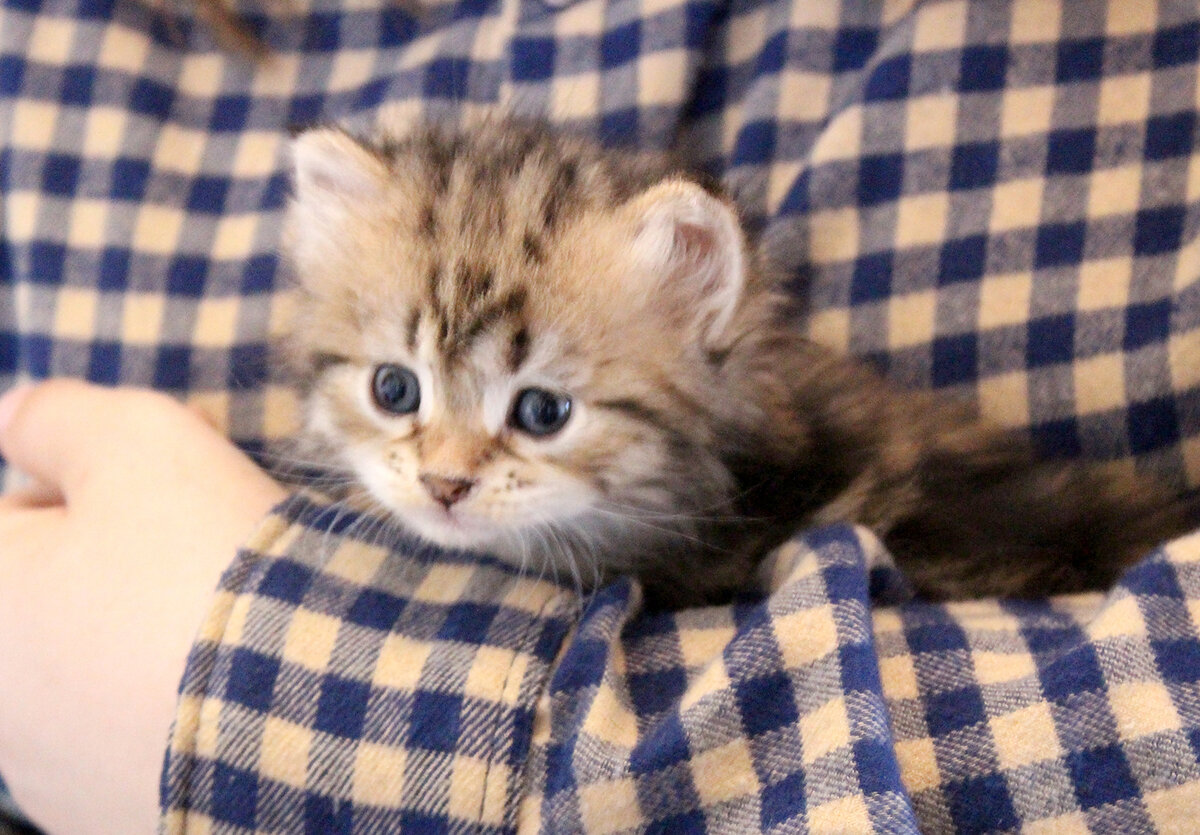 Малышке 1,5 месяца - Ксю-Ксю Знатный Зверь