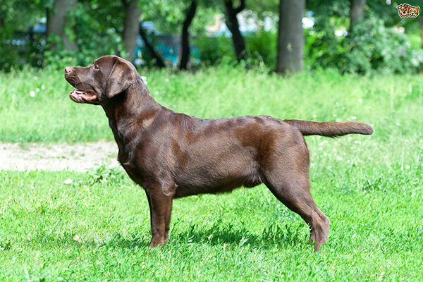 Шоколадный лабрадор. Фото: Pets4Homes
