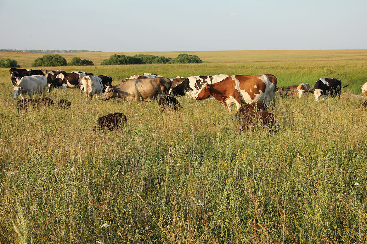 Ограничения для ведения сельского хозяйства в степи. Коровы на пастбище. Стадо коров. Сельское хозяйство в степи. Пастбищные угодья.