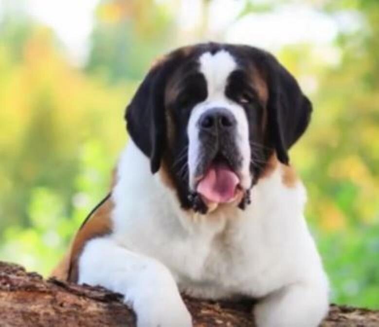Собака породы Сенбернар