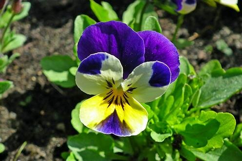  Фото с сайта Pixabay.com