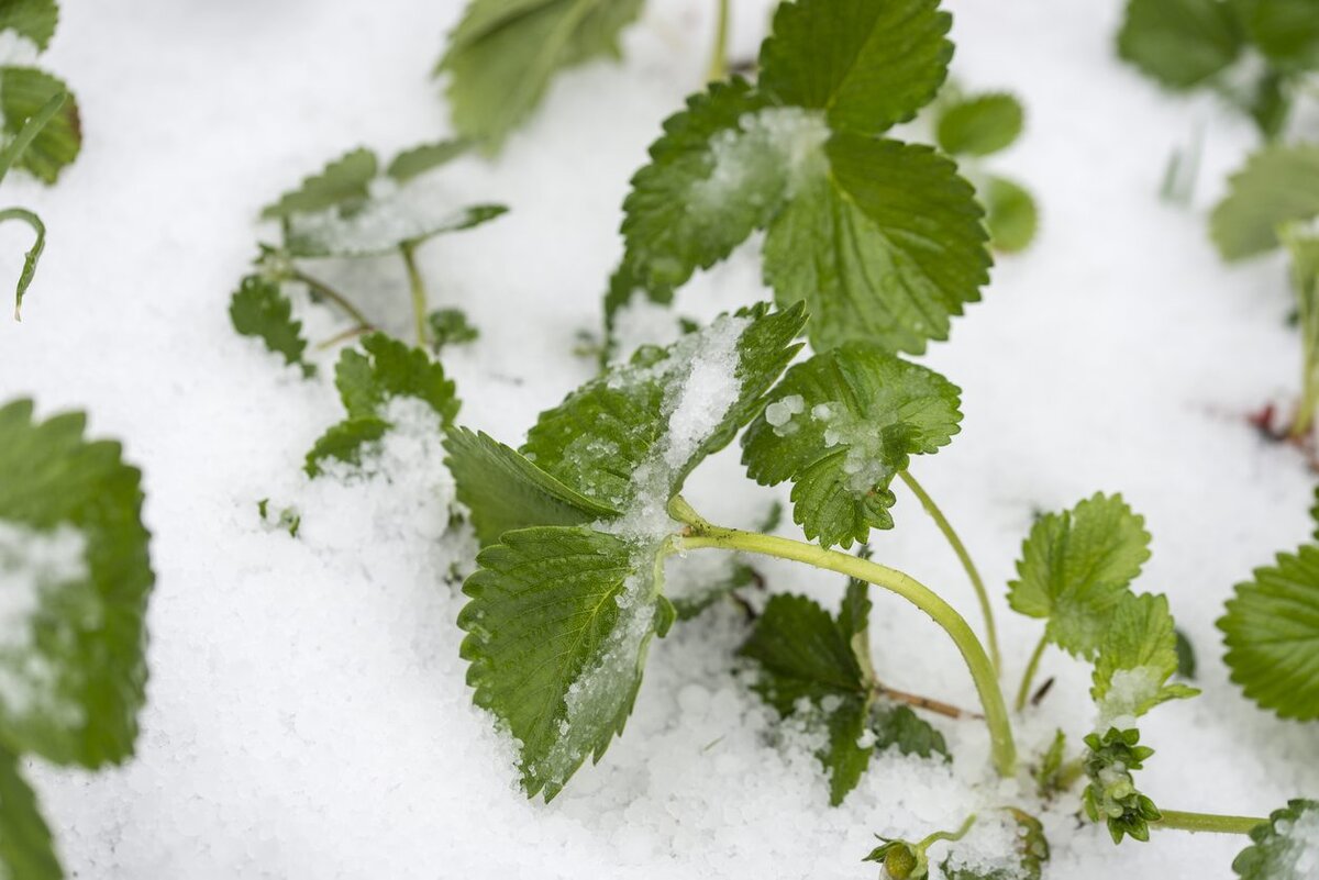 Фото с сайта: www.gardeningknowhow.com