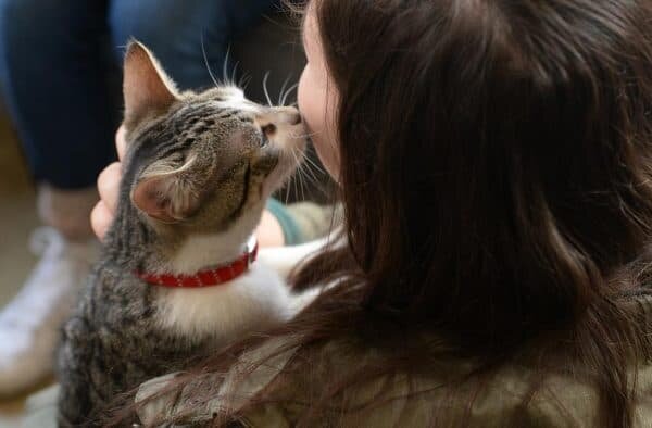 🐱Почему кошка усиленно вылизывает себе живот: в чем может быть опасность | Нос, хвост, лапы | Дзен