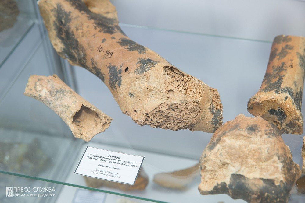 палеонтологический музей зал кайнозоя. вымирание шерстистых носорогов. скелет динозавра. пещера таврида в крыму останки. кости доисторических животных.