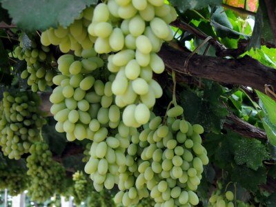 Выращивание и уход за виноградом летом в средней полосе, Подмосковье иСибири: видеоинструкция