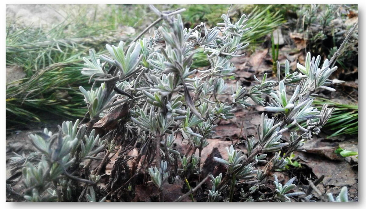 Лаванда узколистная (лат.Lavandula angustifolia)ранней весной. Дата снимка 21 апреля 2019. Подмосковье. Фото автора