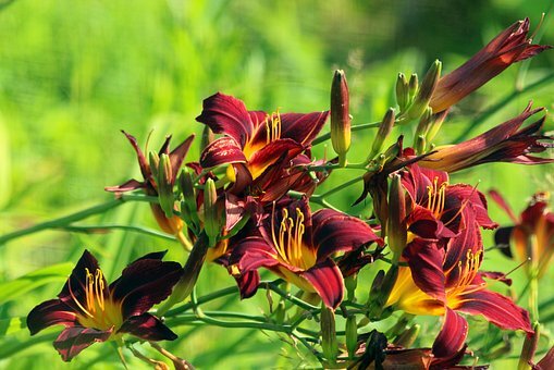 Лилейник сорта Американская революция (продавец уверял, что это так).