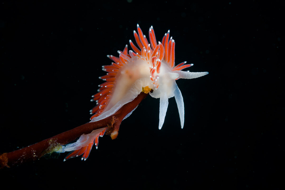 Голожаберный моллюск Flabellina nobilis. Size 30 mm.