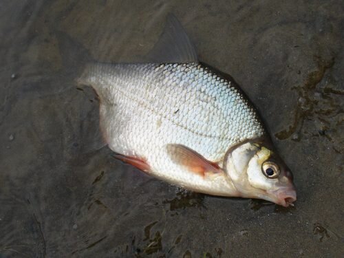 Глубина ловли зависит от сезона, особенностей водоёма и размеров особи.